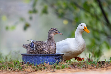 pekin duck and rouen duck sitting in a roasting pan