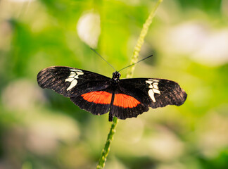 butterfly on a green leaf