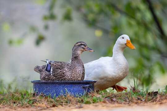 pekin duck and rouen duck sitting in a roasting pan