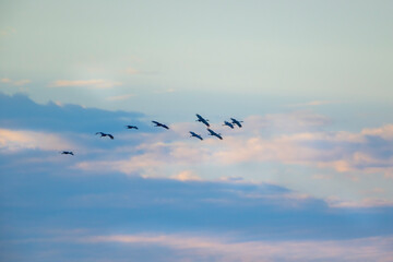 sandhill flock in flight silhouette against morning sky