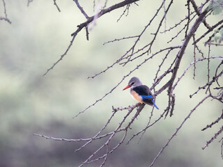 Braunkopfliest (Halcyon albiventris)