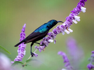 Bindennektarvogel (Cinnyris mariquensis) © Lothar Lenz