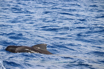 Fototapeta premium Dolphin and whale watching Los Gigantes Tenerife