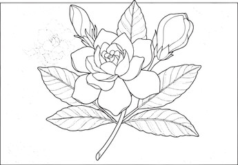 Elegant gardenia flower illustration with intricate swirl patter
