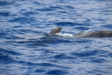 Fototapeta premium Dolphin and whale watching Los Gigantes Tenerife