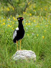 Weißflügeltrappe (Afrotis afraoides)
