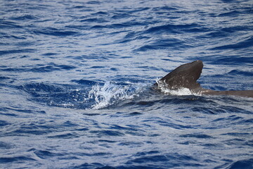 Obraz premium Dolphin and whale watching Los Gigantes Tenerife