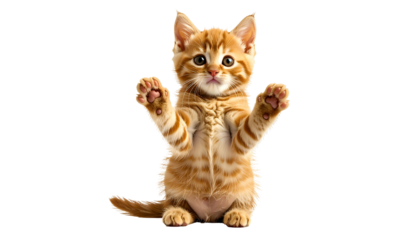 Adorable orange tabby kitten sitting, arms outstretched, begging on a black background