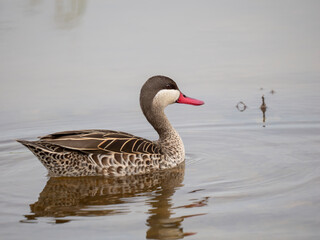 Rotschnabelente (Anas erythrorhyncha)