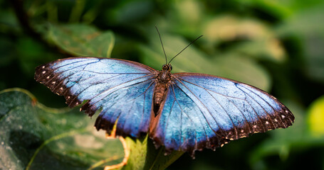 blue morpho butterfly on a leaf in the tropics