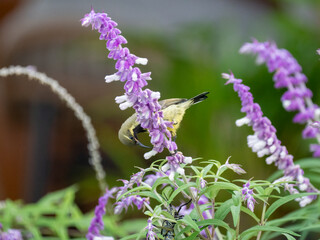 Bindennektarvogel (Cinnyris mariquensis) © Lothar Lenz