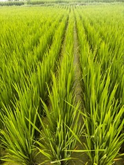 capture of green rice field
