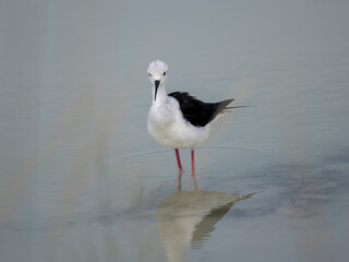 Stelzenläufer (Himantopus himantopus) 