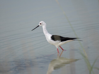 Stelzenläufer (Himantopus himantopus) 