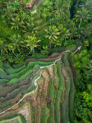 Aerial View of Tegallalang Mupu Rice Terraced in Ubud Bali, Indonesia