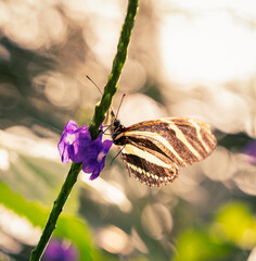 yellow zebra butterfly on a flower
