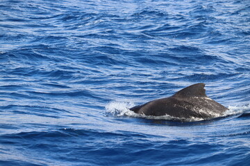 Fototapeta premium Dolphin and whale watching Los Gigantes Tenerife