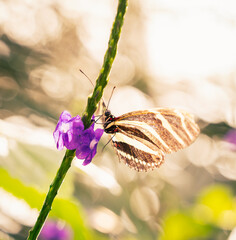 yellow zebra butterfly on a flower