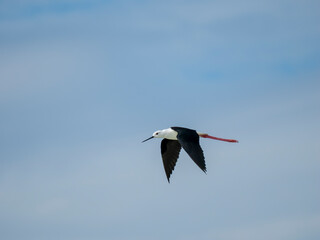 Stelzenläufer (Himantopus himantopus) 