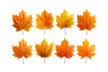 Fototapeta premium Collection of vibrant orange and yellow maple leaves arranged in two rows presenting autumn season beauty isolated on transparent background