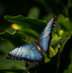 blue morpho butterfly on a leaf in the tropics
