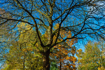 Prachtvoller Herbst, buntes Laub in den Bäumen, Blick in die Baumkrone hoch