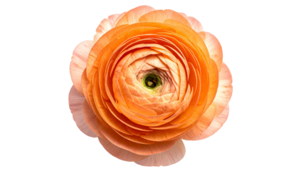 Top-down view of a vibrant orange flower with delicate petals on a black background