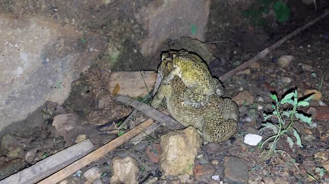 4K Amplexus Moment: A Pair of Duttaphrynus melanostictus Frogs Mating in Their Natural Habitat.