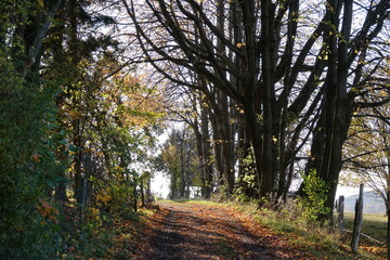Weg im Herbstwald