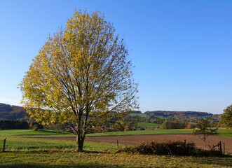 Baum im Odenwald im Herbst
