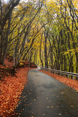Scenic autumn forest road with colorful trees