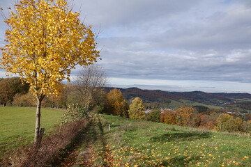 Fototapeta premium Herbst im Odenwald