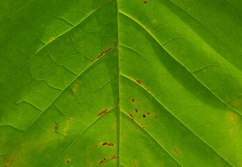 Big green leaf surface with pattern plant background close macro details, growth and planting background