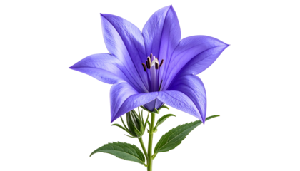 A vibrant, digitally enhanced image of a large, open bellflower with a dark background