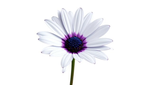 Isolated close-up of a daisy-like flower, featuring white petals and a dark center