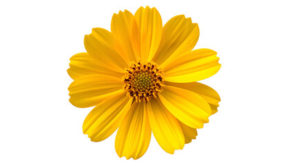 A close-up of a radiant, yellow, daisy-like flower, isolated against a black background