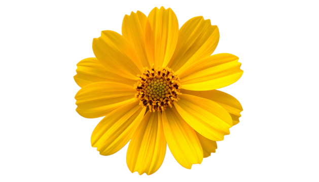 A close-up of a radiant, yellow, daisy-like flower, isolated against a black background