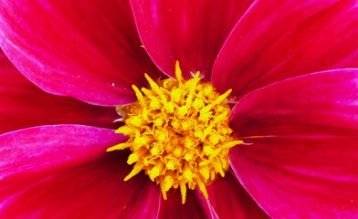 Big pink flower with open petals and pollen close macro details floral background