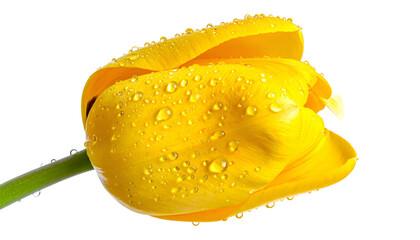 Vibrant, close-up shot of a yellow tulip with water droplets against a stark black backdrop