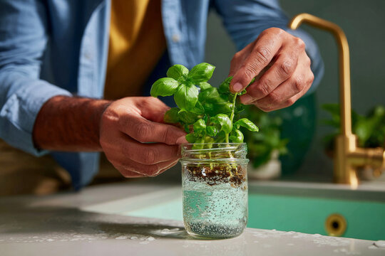 A person trimming a basil plant in a jar of water and soil on the sink counter top with green plants, gold faucet and blue background - Powered by Adobe