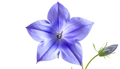 Fototapeta premium A close-up of a vibrant blue star-shaped flower, with a bud to its right