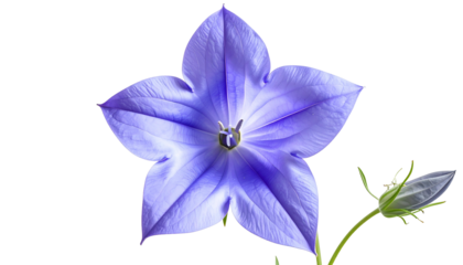 A close-up of a vibrant blue star-shaped flower, with a bud to its right