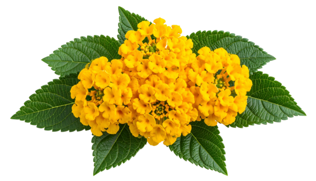 Close-up of vibrant yellow flower clusters surrounded by green, textured leaves