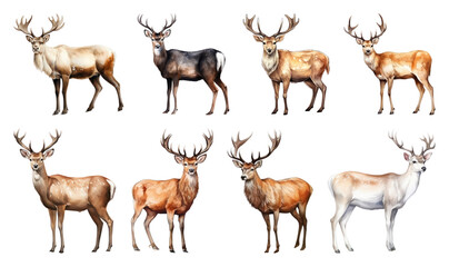Obraz premium PNG Eight majestic deer illustrations, element set on transparent background