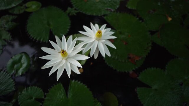 Wide angle shot of two white lotus flowers with bees collecting nectar on calm pond water, surrounded by green leaves in natural daylight.