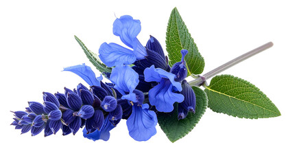 Close-up of a vibrant blue and purple flower spike, green leaves, isolated on black