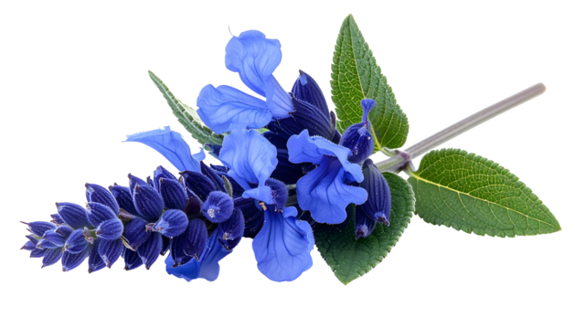 Close-up of a vibrant blue and purple flower spike, green leaves, isolated on black