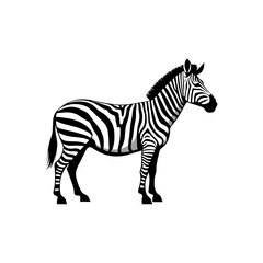 Fototapeta premium Zebra standing with black and white stripes on white background 