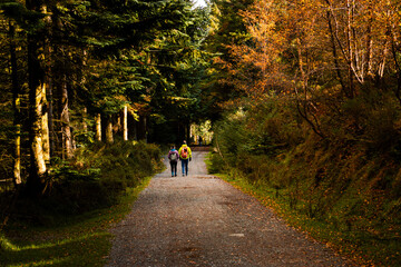 Couple hiking along peaceful woodland trail in Ticknock Forest during fall season with golden leaves and sunlight