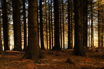 Moody forest interior in Ticknock with soft sunlight glowing in the distance beyond the trees